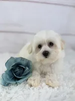 Barney, a male Mal Shi for sale in Houston, TX – 4 of 4