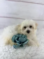 Barney, a male Mal Shi for sale in Houston, TX – 3 of 4