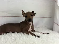 Roux, a male American Hairless Terrier for sale in Houston, TX – 4 of 7