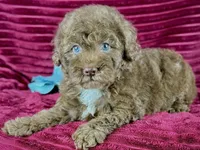 Mickey, a male Poodle - Miniature  for sale in Houston, TX – 3 of 3