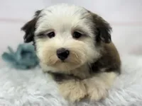Odie, a male Havanese for sale in Houston, TX – 7 of 8