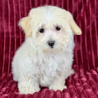 Savanna, a female Maltipoo for sale in Houston, TX – Photo 3 of 6