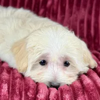 Savanna, a female Maltipoo for sale in Houston, TX – Photo 2 of 6