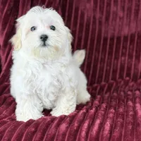 Savanna, a female Maltipoo for sale in Houston, TX – Photo 4 of 6