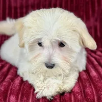 Savanna, a female Maltipoo for sale in Houston, TX – Photo 5 of 6