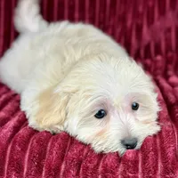 Savanna, a female Maltipoo for sale in Houston, TX – Photo 6 of 6