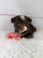 Olive, a female Havanese for sale in Houston, TX – 6 of 9