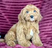 Tobias, a male Cavapoo for sale in Houston, TX – 4 of 5