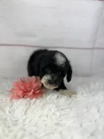 Opal, a female Havapoo for sale in Houston, TX – 5 of 6