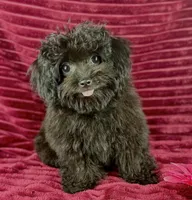 Flora, a female Chihuahua and Poodle - Toy  for sale in Houston, TX – 5 of 6