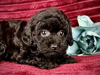 Pluto, a male Poodle - Toy  for sale in Houston, TX – 2 of 5