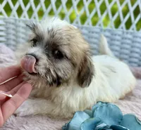 Jack, a male Jack Russell Terrier and Maltese for sale in Houston, TX – 3 of 3