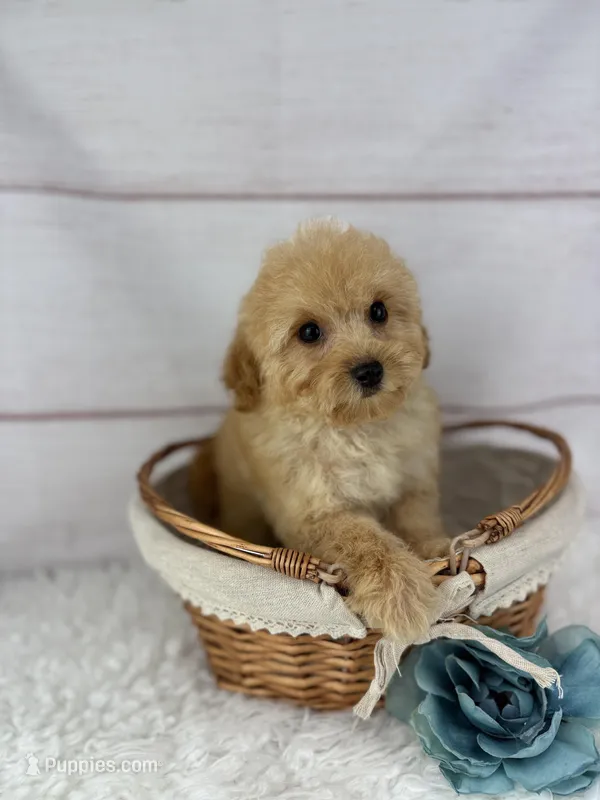 Dino – Maltipoo puppy for sale in Houston, TX