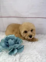 Dino, a male Maltipoo for sale in Houston, TX – Photo 4 of 4
