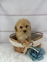 Dino, a male Maltipoo for sale in Houston, TX – Photo 3 of 4