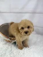 Dino, a male Maltipoo for sale in Houston, TX – Photo 2 of 4