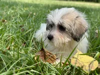 Marina, a female Jack Russell Terrier and Maltese for sale in Houston, TX – 3 of 3