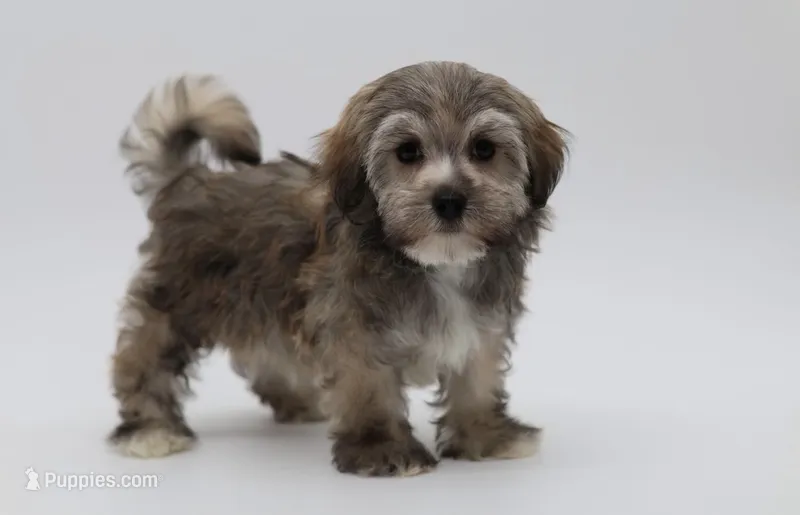 Berkley – Havanese puppy for sale in Houston, TX