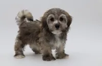 Berkley, a male Havanese for sale in Houston, TX – 1 of 5