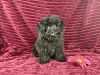 Flora, a female Chihuahua and Poodle - Toy  for sale in Houston, TX – 2 of 3