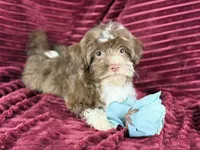 Gator, a male Havanese for sale in Houston, TX – 5 of 8