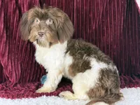 Georgie, a male Havanese for sale in Houston, TX – 2 of 4