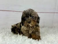 Faith, a female Cavapoo for sale in Houston, TX – 4 of 8