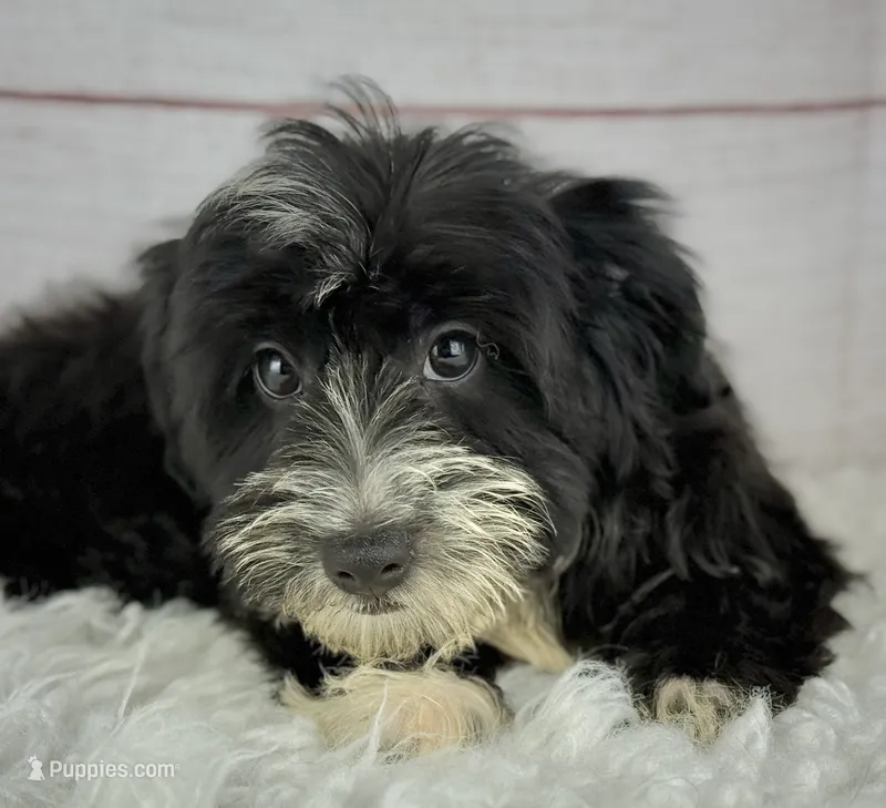 Flint – Havapoo puppy for sale in Houston, TX