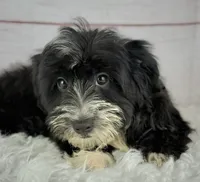 Flint, a male Havapoo for sale in Houston, TX – 1 of 4