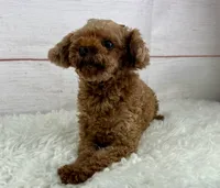 Shimmer, a female Poodle - Toy  for sale in Houston, TX – 1 of 5