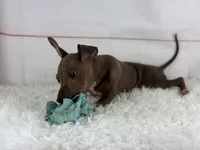 Roux, a male American Hairless Terrier for sale in Houston, TX – 6 of 7