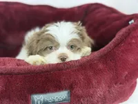 Aero, a male Shih Tzu for sale in Houston, TX – Photo 1 of 3