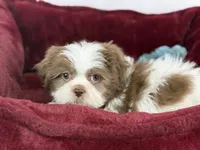 Aero, a male Shih Tzu for sale in Houston, TX – Photo 2 of 3