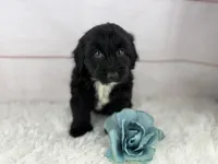 Pluto, a male Miniature Aussiedoodle for sale in Houston, TX – 4 of 4