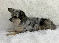 Zara, a female Chihuahua for sale in Houston, TX – 2 of 2
