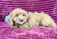 Tobias, a male Cavapoo for sale in Houston, TX – 5 of 5