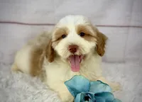 Admiral , a male Havapoo for sale in Houston, TX – 2 of 4