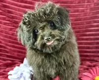 Flora, a female Chihuahua and Poodle - Toy  for sale in Houston, TX – 4 of 4