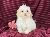 Eve, a female Havanese for sale in Houston, TX – 3 of 4