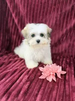 Katara, a female Havamalt for sale in Houston, TX – Photo 2 of 4