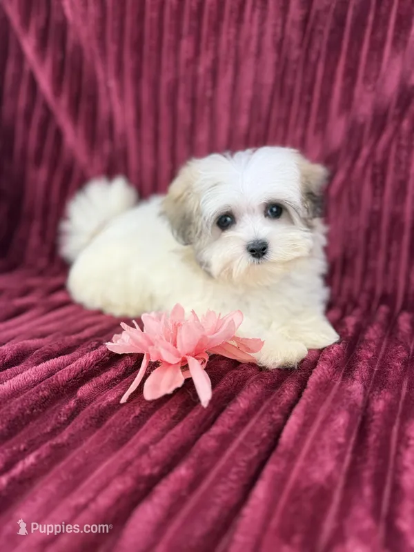 Katara – Havamalt puppy for sale in Houston, TX