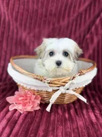 Katara, a female Havamalt for sale in Houston, TX – Photo 4 of 4