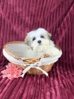 Katara, a female Havamalt for sale in Houston, TX – Photo 3 of 4