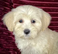 Biscotti, a female Maltipoo for sale in Houston, TX – 7 of 9