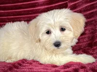 Biscotti, a female Maltipoo for sale in Houston, TX – 4 of 9