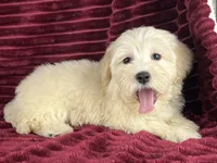 Biscotti, a female Maltipoo for sale in Houston, TX – 2 of 9