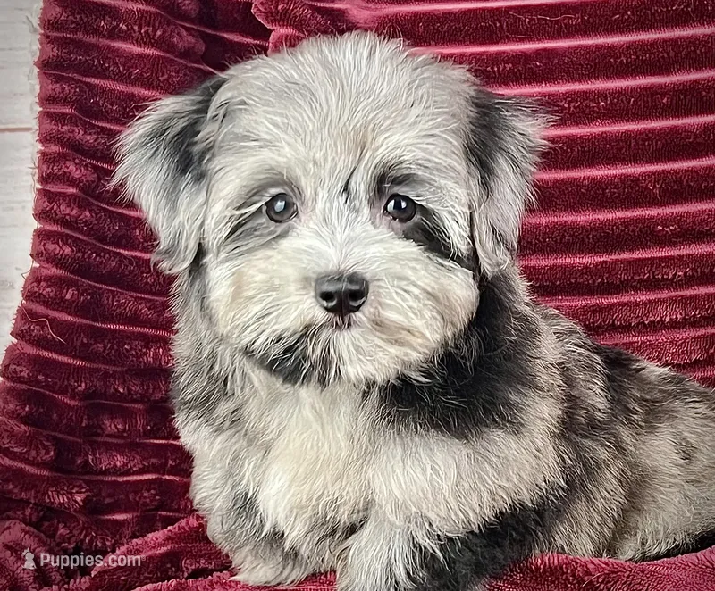 Kiwi – Maltipoo puppy for sale in Houston, TX