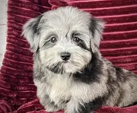 Kiwi, a male Maltipoo for sale in Houston, TX – 1 of 3