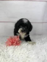Opal, a female Havapoo for sale in Houston, TX – 3 of 6