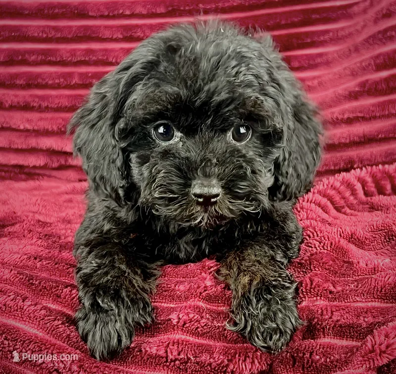Basil – Maltipoo puppy for sale in Houston, TX